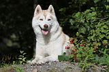 SIBERIAN HUSKY 296